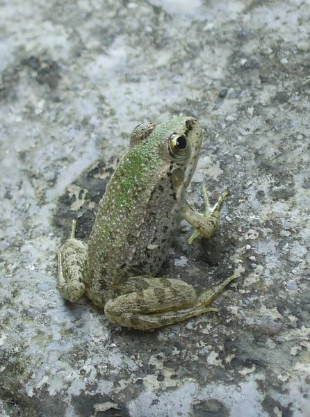 Pelophylax ridibundus