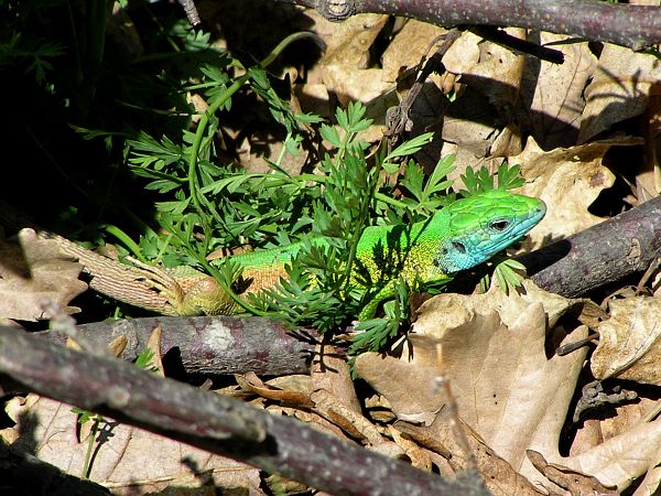 Lacerta viridis