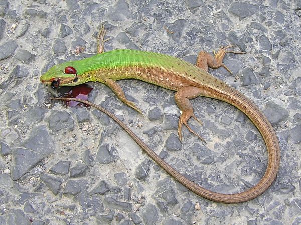 Lacerta viridis