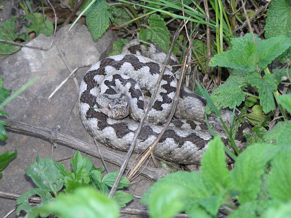 Vipera ammodytes