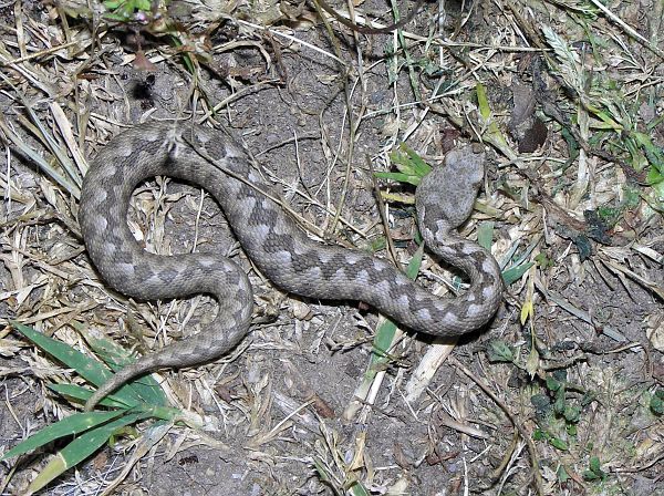 Vipera ammodytes