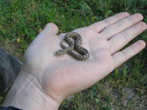 Vipera ammodytes