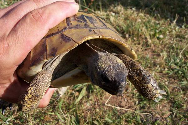 Testudo hermanni