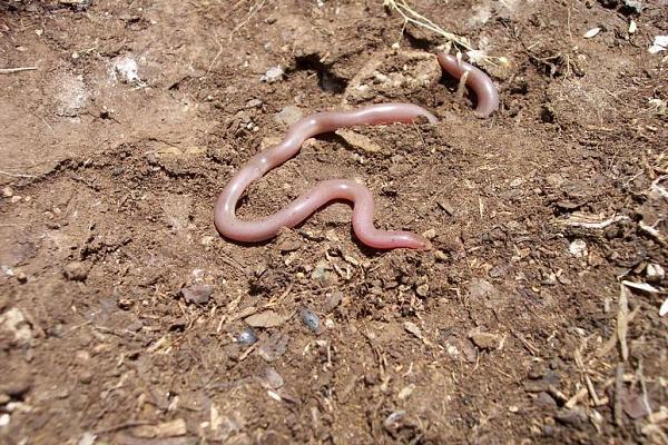 Typhlops vermicularis