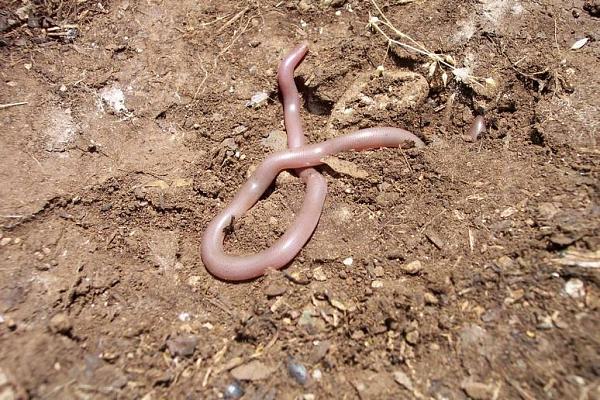 Typhlops vermicularis