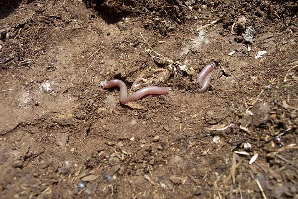 Typhlops vermicularis