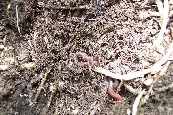 Typhlops vermicularis