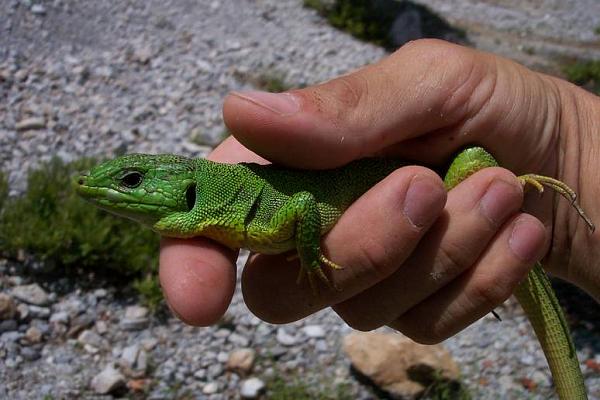 Lacerta trilineata