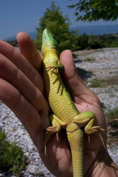 Lacerta trilineata