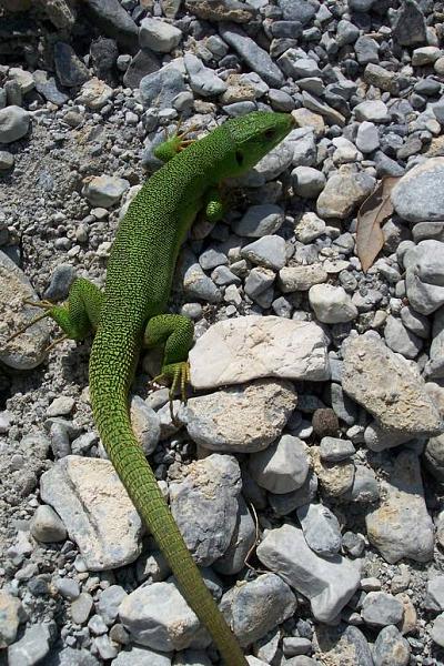 Lacerta trilineata