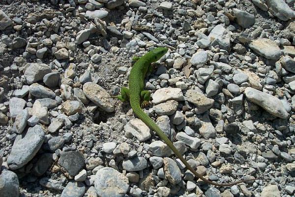 Lacerta trilineata