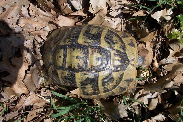 Testudo hermanni