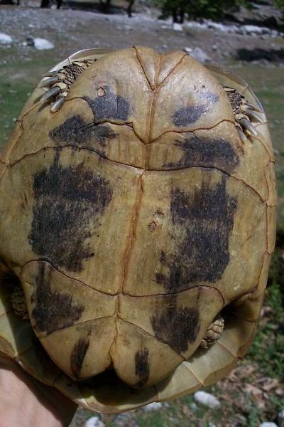 Testudo hermanni