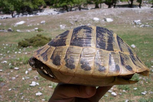 Testudo hermanni
