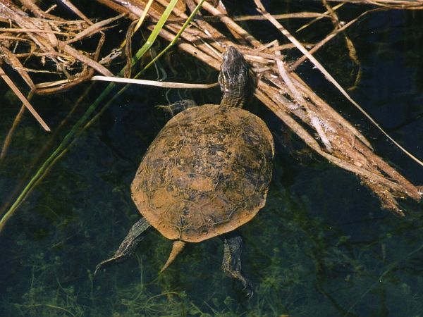 Mauremys rivulata