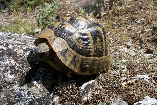 Testudo hermanni