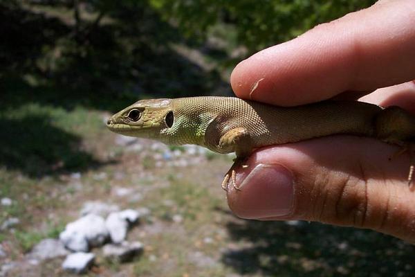 Lacerta trilineata