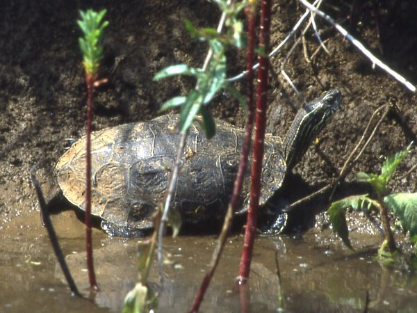 Mauremys rivulata