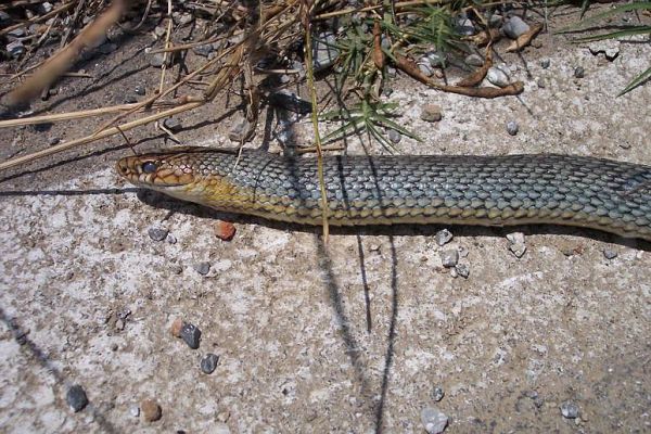 Dolichophis caspius