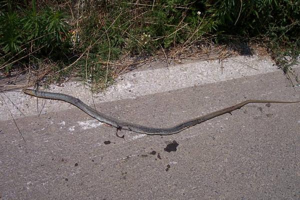 Dolichophis caspius