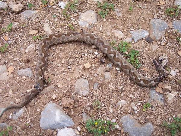 Vipera ammodytes