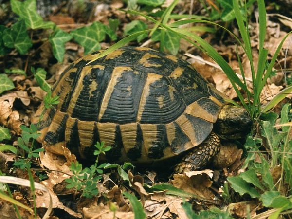 Testudo hermanni