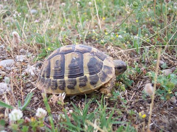 Testudo hermanni