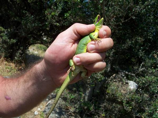 Lacerta trilineata