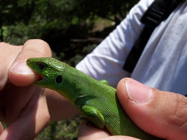 Lacerta trilineata