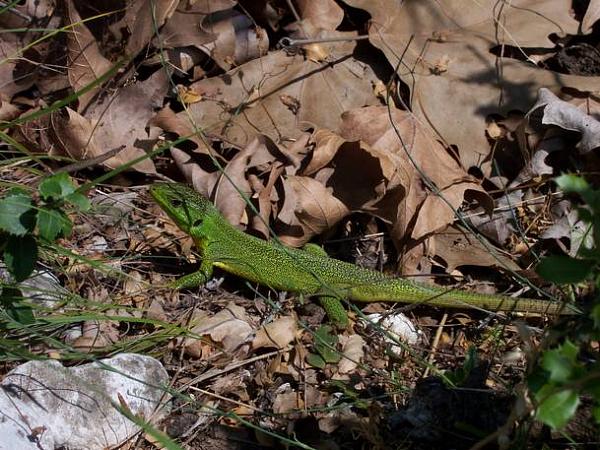 Lacerta trilineata