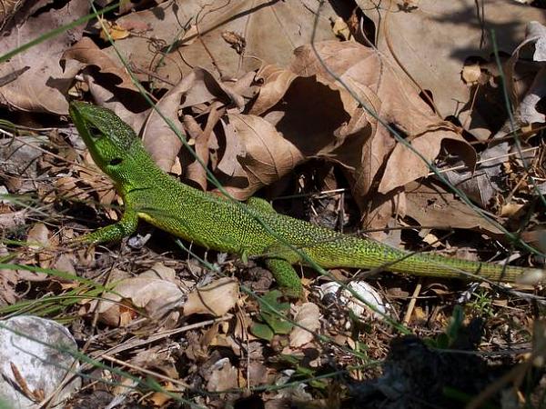 Lacerta trilineata