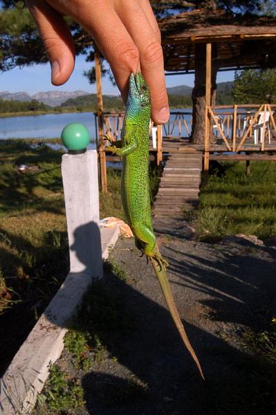 Lacerta viridis