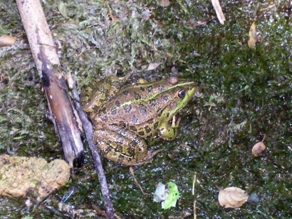 Pelophylax ridibundus