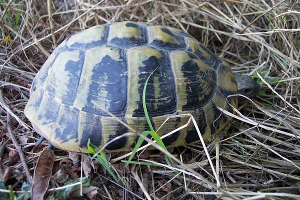 Testudo hermanni