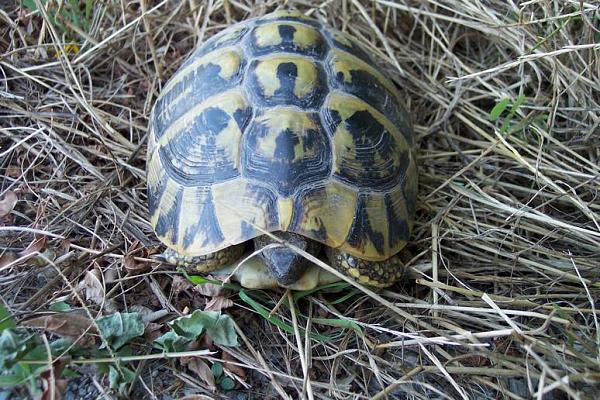 Testudo hermanni