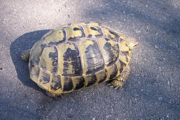 Testudo hermanni