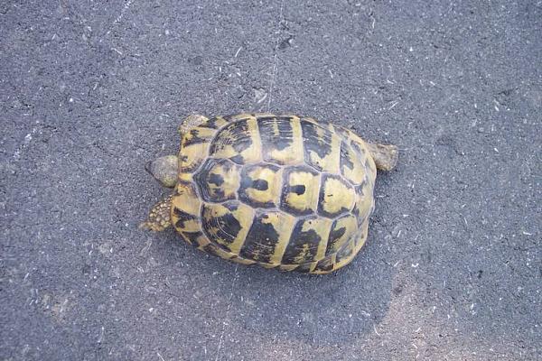 Testudo hermanni