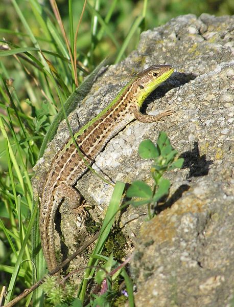 Podarcis tauricus