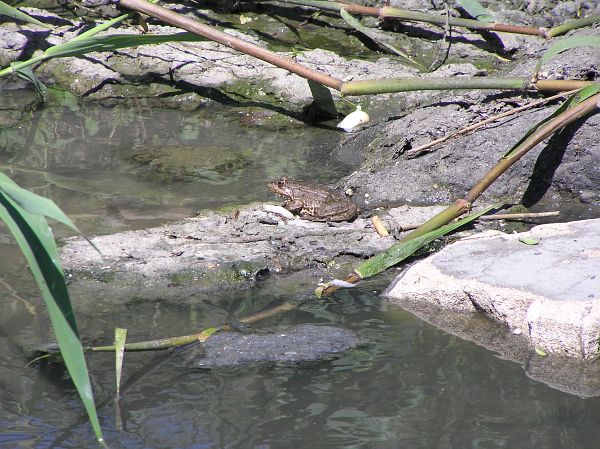 Pelophylax ridibundus