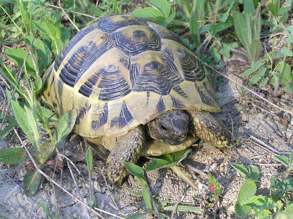 Testudo hermanni