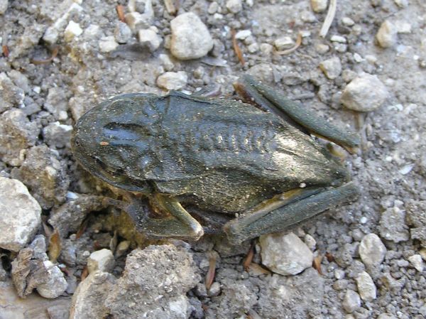 Hyla arborea