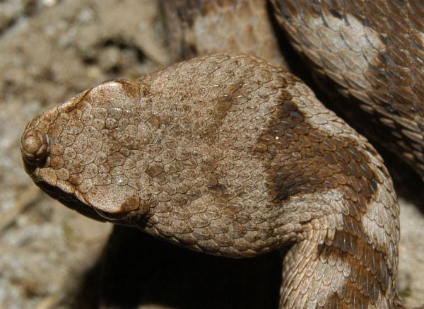 Vipera ammodytes