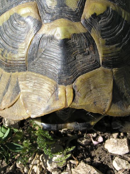 Testudo hermanni