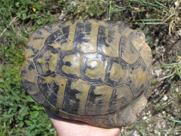 Testudo hermanni