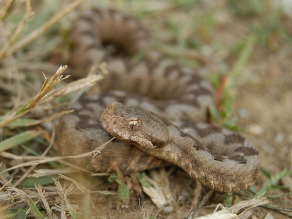 Vipera ammodytes