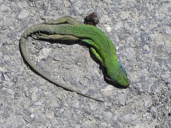 Lacerta viridis