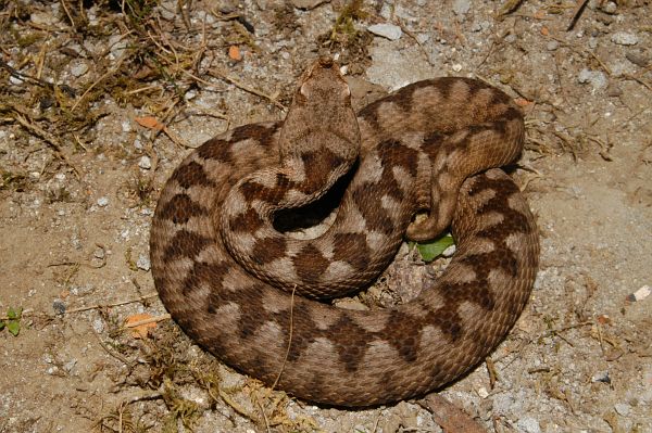 Vipera ammodytes