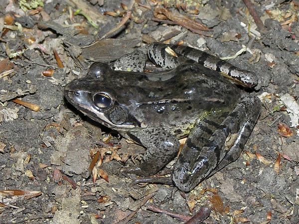 Rana dalmatina