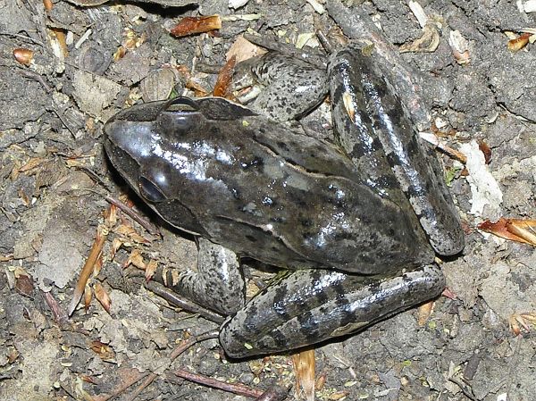 Rana dalmatina