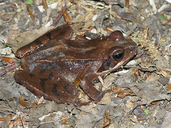 Rana dalmatina
